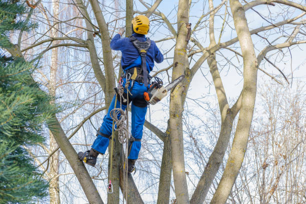 Best Hazardous Tree Removal  in Lakeland North, WA