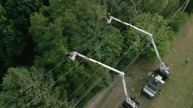 Best Tree Risk Assessment  in Lakeland North, WA